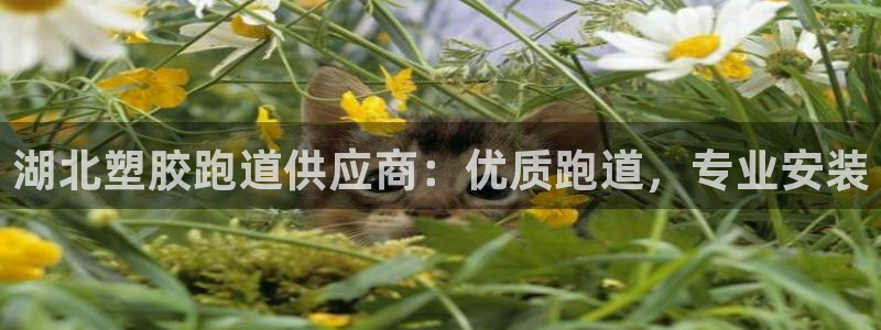 红足1一世