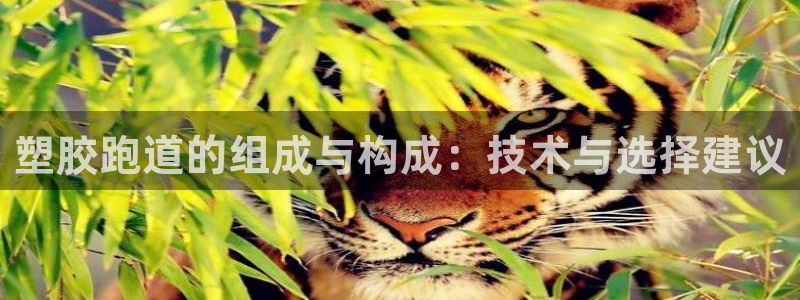 红足网足球直播：塑胶跑道的组成与构成：技术与选择建议