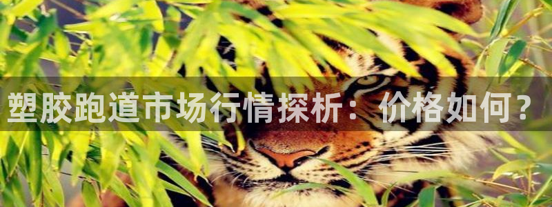 红足1世足球比分网址：塑胶跑道市场行情探析：价格如何？